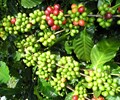 Giá cà phê hôm nay 11/5 Đi ngang và giao dịch quanh mức 30.300 - 30.900 đồng/kg 