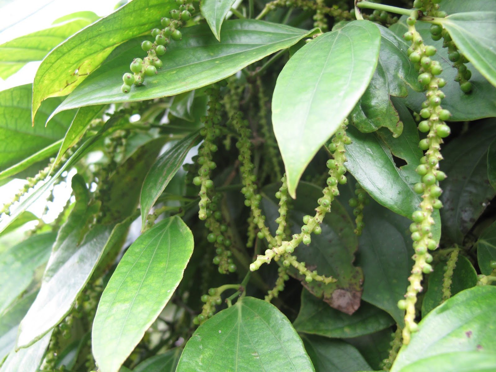 Giá hồ tiêu hôm nay 115 Đi ngang đầu tuần mới, giá cao nhất là 40.000 đồngkg