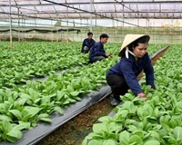 Hà Nội kêu gọi đầu tư trực tiếp vào 11 dự án nông nghiệp nông thôn 