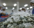 Cơ hội cho xuất khẩu tôm Việt Nam hậu Covid-19