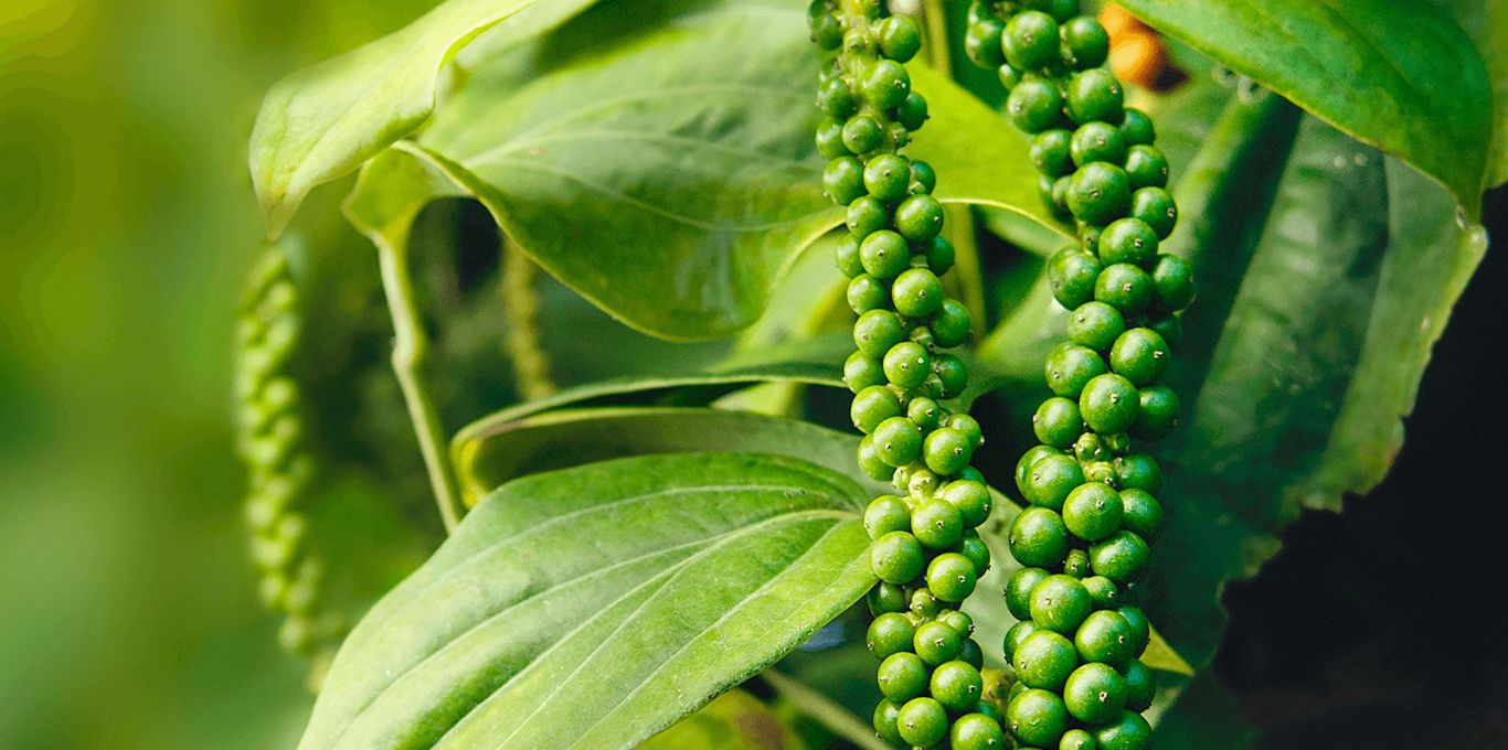 Giá hồ tiêu hôm nay 13/5: Tây Nguyên giảm 500 - 1.000 đồng/kg, giá tiêu cao nhất vùng trọng điểm là 42.500 đồng/kg