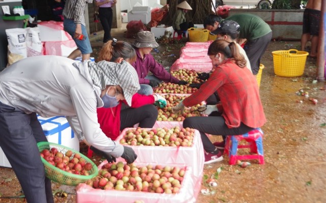 Chuẩn bị mọi điều kiện, hoàn thiện các thủ tục để xuất khẩu vải thiều sang thị trường Nhật Bản