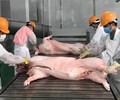CTCP Chăn nuôi C.P Việt Nam sẽ đưa vào hoạt động nhà máy giết mổ lợn đầu tiên tại miền Bắc