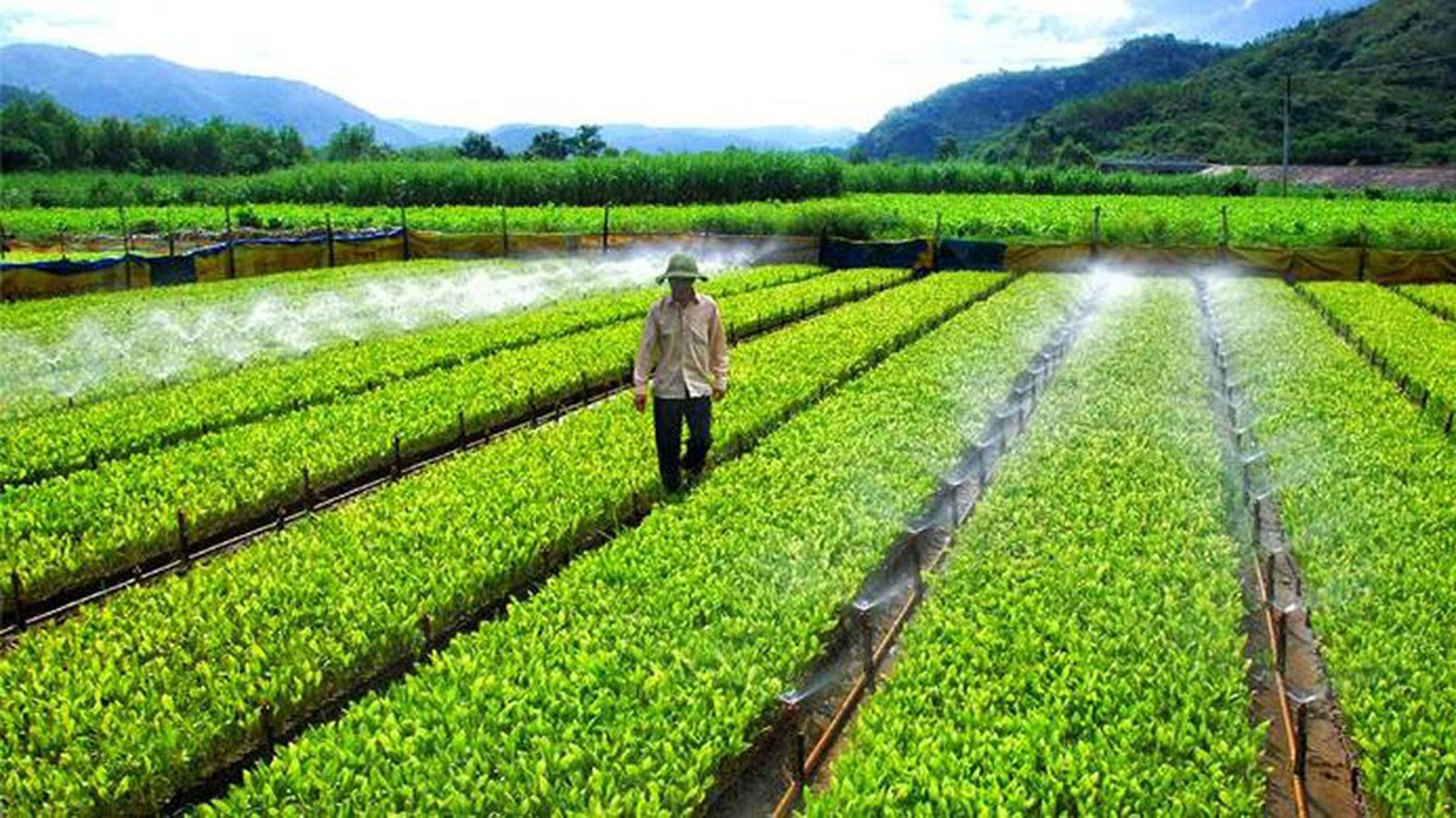 Bộ Tài chính tiếp tục đề xuất miễn thuế sử dụng đất nông nghiệp