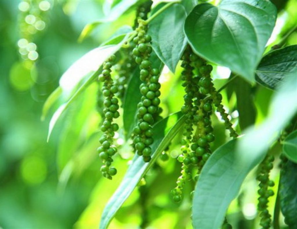 Giá tiêu hôm nay 16/5 Giá tiêu Tây Nguyên miền Nam đứng yên chờ tăng 