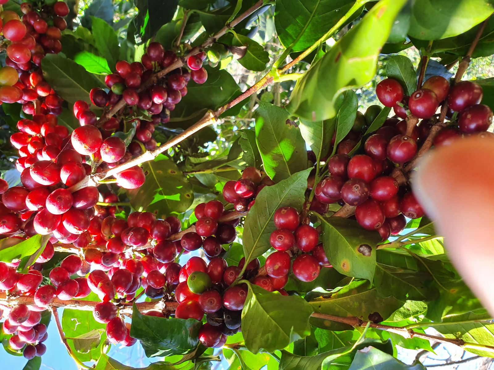 Giá cà phê hôm nay 185  Đầu tuần mới đi ngang, giá cà phê cao nhất là 31.300 đồngkg