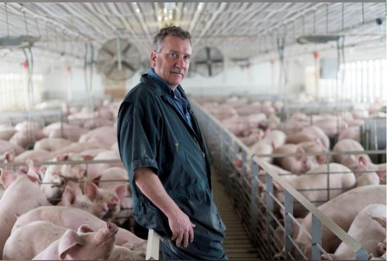 Dịch Covid-19 Mỹ buộc phải tiêu hủy hàng nghìn con lợn khỏe mạnh nhưng không thể đưa vào giết mổ