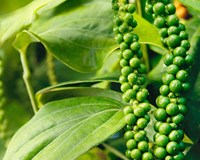 Giá hồ tiêu hôm nay 20/5: Tăng mạnh 500 đồng/kg, giá cao nhất là 43.500 đồng/kg