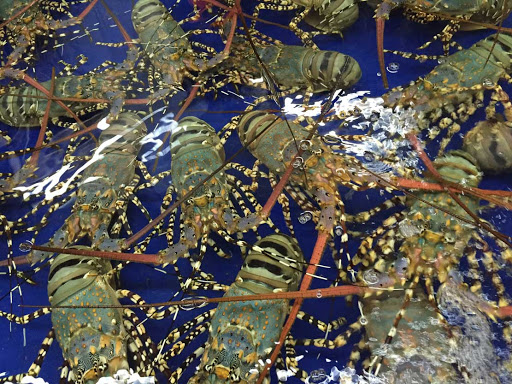 Trung Quốc thị trường nhập khẩu tôm chủ lực của Ecuador