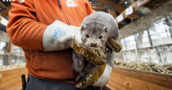 Dịch COVID-19 Hà Lan ghi nhận ca nhiễm virus SARS-CoV-2 từ chồn