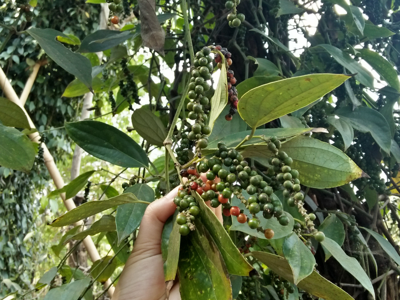 Giá hồ tiêu hôm nay 225 Tăng mạnh 500 đồng trên toàn vùng trọng điểm