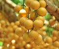 Xoài 1.000 đồng/kg, bòn bon 2.000 đồng/kg, trái cây miền Tây rẻ đến không ngờ