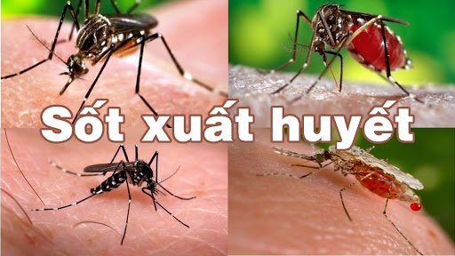 Hà Nội xuất hiện hai ổ dịch sốt xuất huyết có nguy cơ bùng phát