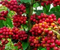 Giá cà phê hôm nay 24/5/2020 Giá cà phê trong nước tiếp tục trong đà tăng giá cao nhất lên đến 33.200 đồng/kg 