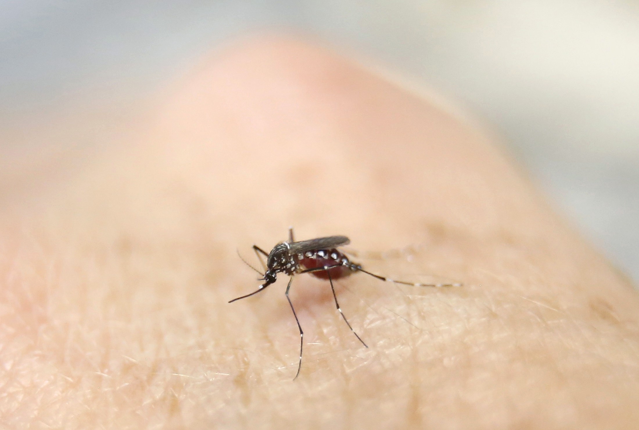 Việt Nam ghi nhận một bệnh nhân mắc Zika, 3 ca tử vong do sốt xuất huyết