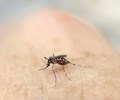 Việt Nam ghi nhận một bệnh nhân mắc Zika, 3 ca tử vong do sốt xuất huyết