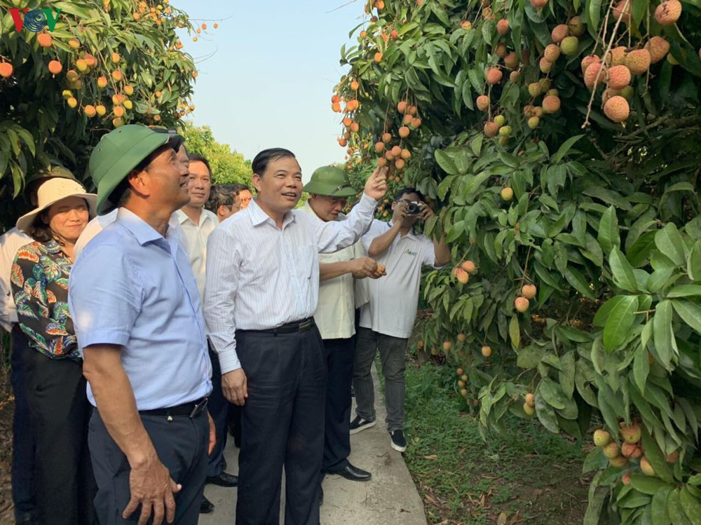 Hải Dương xuất khẩu lô vải đầu tiên đi Singapore, Mỹ, Australia trong năm 2020