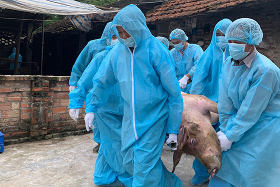 Tiêu hủy gần 4.000 con lợn mắc bệnh Dịch tả lợn châu Phi
