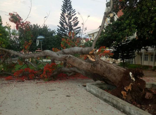 Thêm một cây phượng ở trường học bất ngờ bật gốc trước giờ vào học