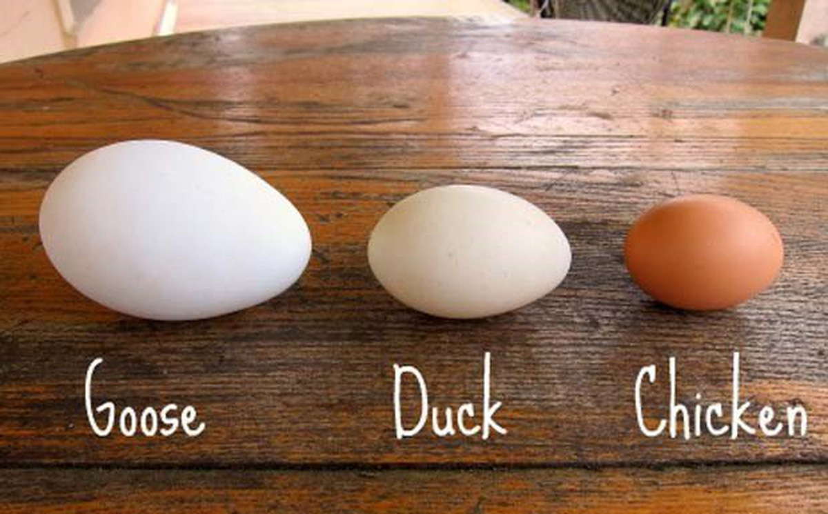 Как отличить яйца. Яйца куриные гусиные Утиные. Утиные и гусиные яйца. Гусыня и гусиное яйцо. Гусиное и куриное яйцо.