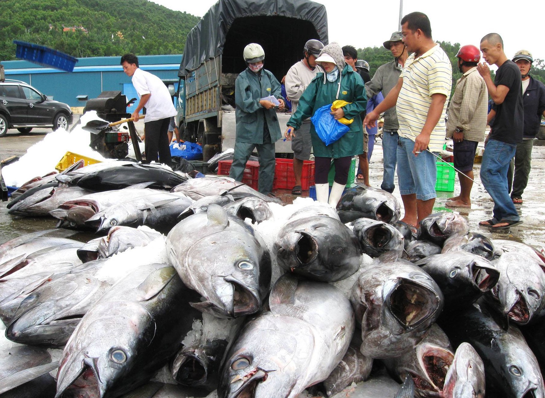 Xuất khẩu cá ngừ của Việt Nam sang các thị trường vẫn chưa có dấu hiệu phục hồi