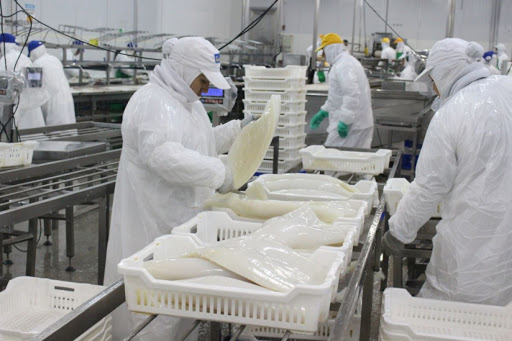 Xuất khẩu mực, bạch tuộc sang Hàn Quốc tiếp tục giảm do ảnh hưởng của dịch COVID-19