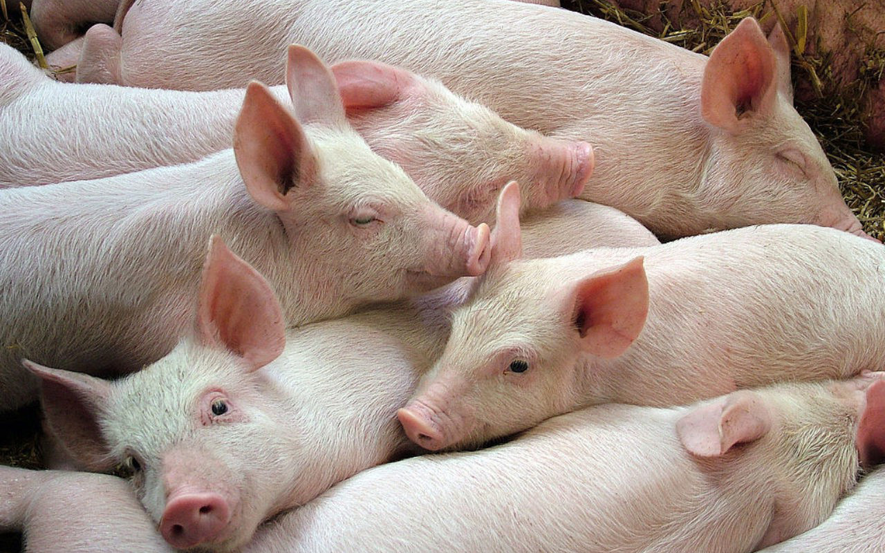 Sẽ nhập khẩu lợn sống để hạ giá lợn hơi trong nước