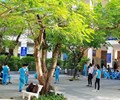 Khẩn trương kiểm tra rà soát cây xanh nguy hiểm trong trường học