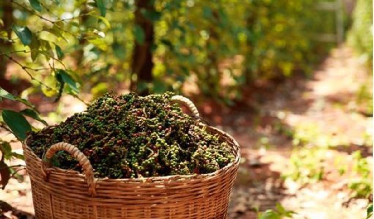 Giá tiêu tăng mạnh do đâu