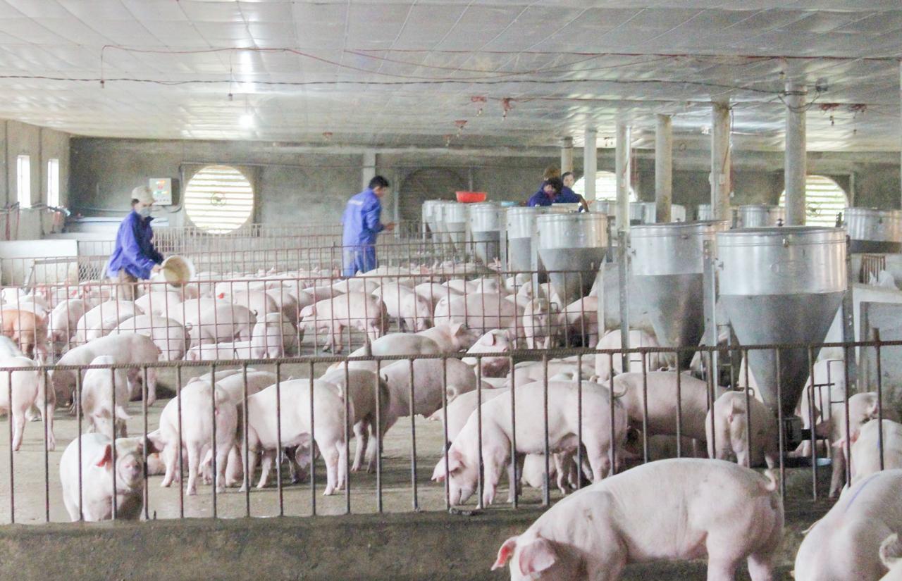 Giá heo hơi hôm nay16 Đứng yên phiên đầu tuần và giao dịch quanh ngưỡng 100.000 đồngkg