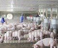 Giá heo hơi hôm nay1/6 Đứng yên phiên đầu tuần và giao dịch quanh ngưỡng 100.000 đồng/kg 