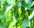 Giá hồ tiêu hôm nay 1/6 Giá tiêu trầm lắng phiên đầu tuần sau những phiên tăng giảm liên tiếp 
