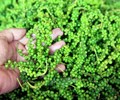 Giá tiêu hôm nay 4/6 Bất ngờ giảm mạnh trên toàn vùng trọng điểm 