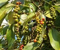 Giá tiêu hôm nay 5/6 Giá tiêu bật tăng mạnh sau phiên lao dốc 
