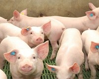 Giá heo hơi hôm nay 5/6 Giá lợn hơi giảm sâu trên cả ba miền 