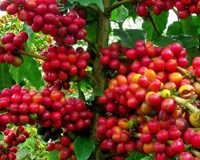 Giá cà phê hôm nay 5/6: Giảm nhẹ 100 đồng/kg sau 2 phiên tăng mạnh