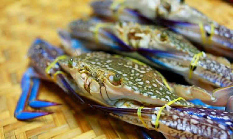 Xuất khẩu cua, ghẹ sang Trung Quốc tăng đột biến