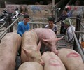 Giá heo hơi hôm nay 8/6: Tiếp tục duy trì đi xuống ở cả ba miền, có nơi về mức 90.000 đồng/kg