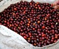 Giá cà phê hôm nay 8/6 Giữ đà tăng trong tuần mới 