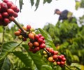 Giá cà phê hôm nay 9/6: Tăng 200 đồng/kg, tiến sát mức 33.000 đồng/kg