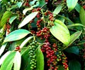 Giá tiêu hôm nay 9/6 Tiếp tục tăng sốc 500 - 1.000 đồng/kg đem lại tin vui cho người trồng tiêu 