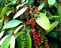 Giá tiêu hôm nay 9/6 Tiếp tục tăng sốc 500 - 1.000 đồng/kg đem lại tin vui cho người trồng tiêu 