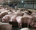 Giá heo hơi hôm nay 9/6 Tiếp tục giảm sâu có nơi đã rời mức 90.000 đồng/kg 