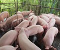 Giá heo hơi hôm nay 10/6 Đồng loạt đi xuống tại hầu hết các địa phương 