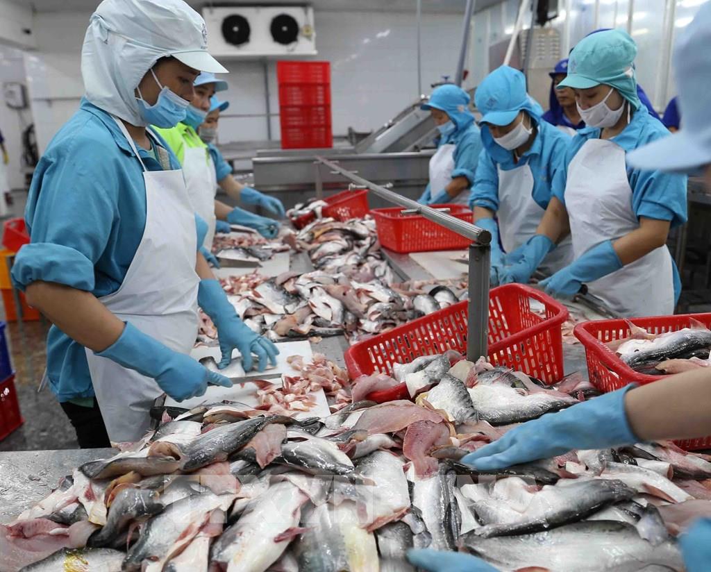 Xuất khẩu cá tra sang EU dự báo sẽ còn nhiều khó khăn