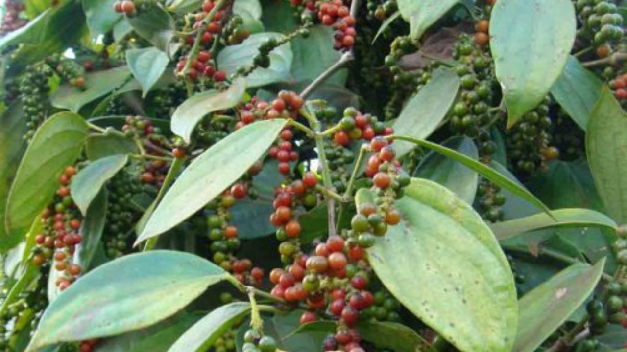 Giá tiêu hôm nay 13/6 Giảm 2.000 đồng/kg tại Đồng Nai 