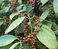 Giá tiêu hôm nay 13/6 Giảm 2.000 đồng/kg tại Đồng Nai 