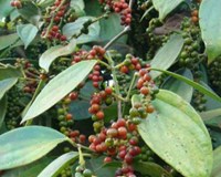 Giá tiêu hôm nay 13/6 Giảm 2.000 đồng/kg tại Đồng Nai 