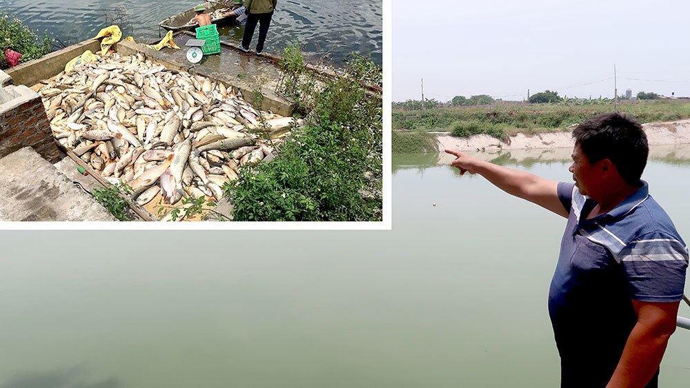 Hải Dương Kỳ lạ đình chỉ điều tra vụ đầu độc cá