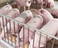 Giá heo hơi hôm nay 16/6 Tiếp tục giảm nhẹ ở miền Nam và miền Trung miền Bắc đứng yên 